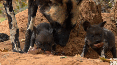Painted Wolves Are Skilled At Hunting In Packs But They Always Make Sure To Bring Home A Tasty Treat For The Pups Bbc America Animal Study Animal Gifs