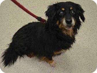 New York Ny Border Collie Dachshund Mix Meet Polonia A Dog