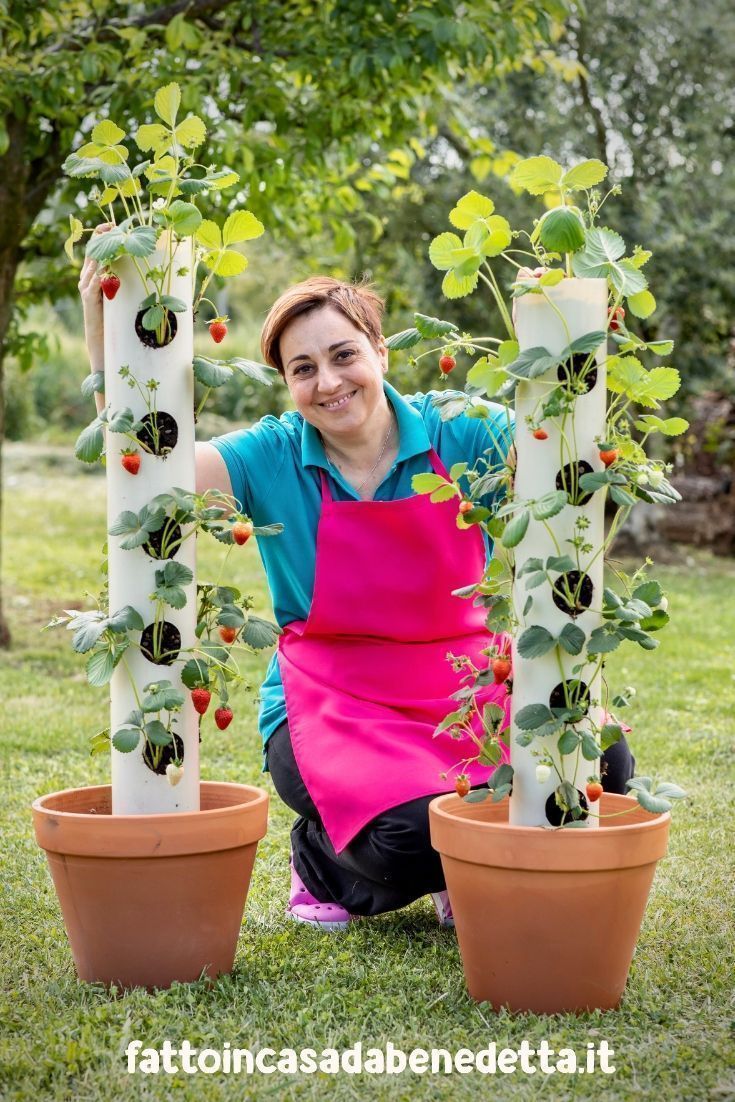 #gardenideas WIE ERDBEEREN IM VERTIKALEN GARTEN IN EINER VASE GEBAUT WERDEN #FERTIGUNG #Erdb… – Pflanzen ideen - Blog - garden
