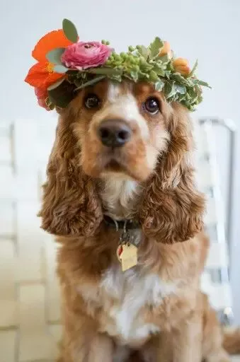 15 Facts You Should Know About Cocker Spaniels - Page 2 of 3 - PetPress Cocker Spaniel Puppies, English Cocker Spaniel, Cute Names, Dog Names, Traditional Baby Names, Plan Image, Baby Name Generator, Pet Dogs, Pets