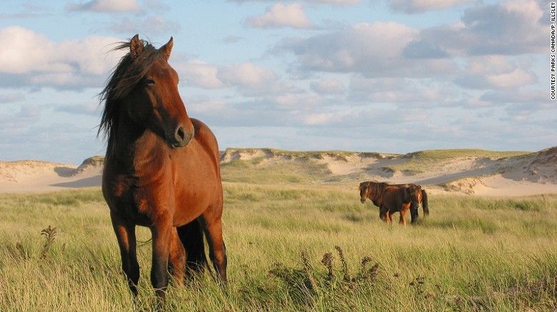 10 Of The World S Most Beautiful New Nature Reserves Cnn Island Horse Horses Sable Island