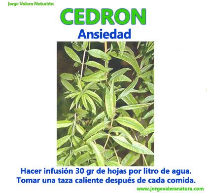 Plantas Medicinales Cedron Plantas Medicinales Hierbas