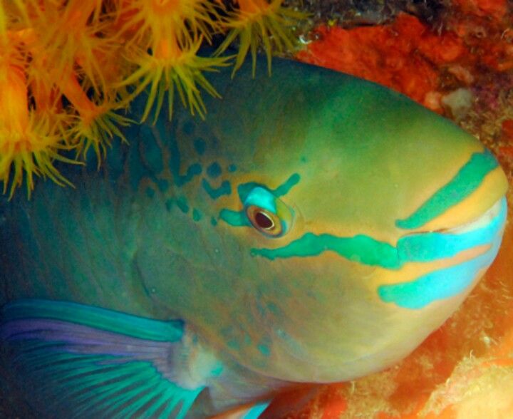 Parrot Fish..( Rainbow) Most beautiful fish.swam with them ...