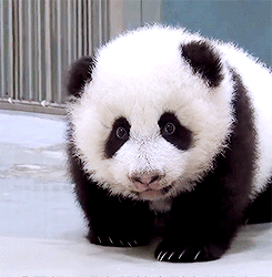 Panda Animated Gif 109 A Panda Mania Pinterest Panda Panda