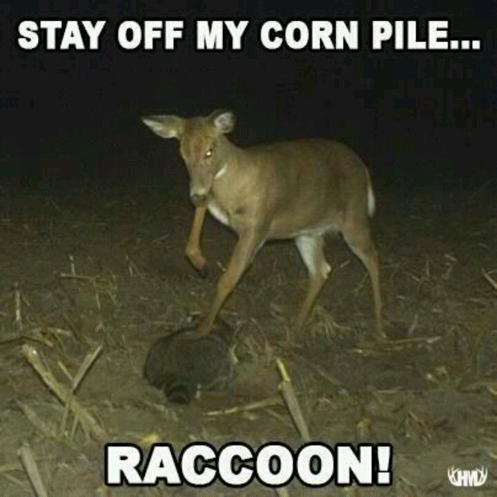 Pin By Brian Morrissey On Deer Blinds Pinterest Funny Funny Inspiration Funny Hunting Quotes Pin By Brian Morrissey On Deer Blinds Pinterest Funny Funny Inspiration Funny Hunting Quotes