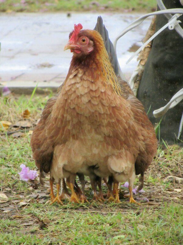 本物の脚はどれ ペットの鳥 希少動物 ペット 本物の脚はどれ ペットの鳥 希少動物 ペット