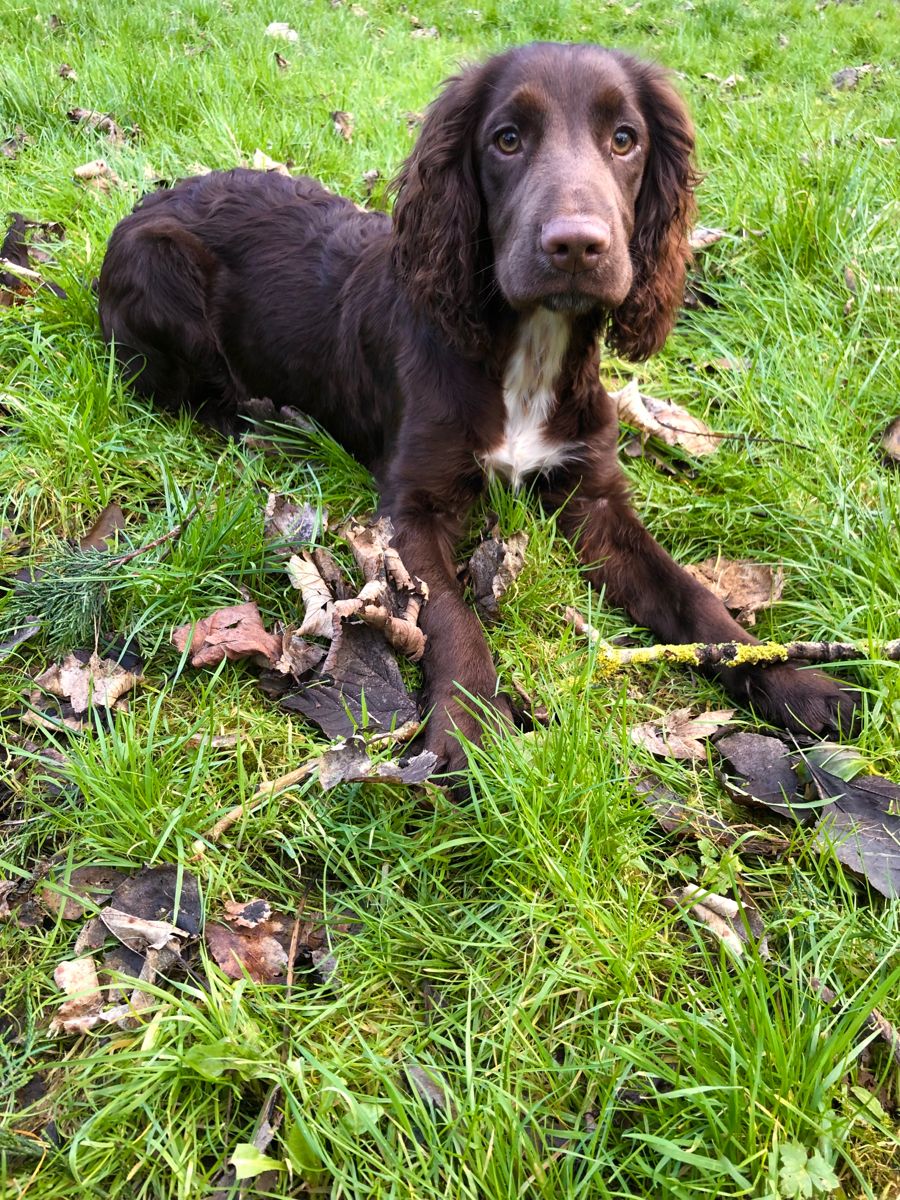 Rescue Puppy Adopted Dog Chocolate Puppy Cocker Spaniel Grass Fields rescue-puppy-adopted-dog-chocolate-puppy-cocker-spaniel-grass-fields