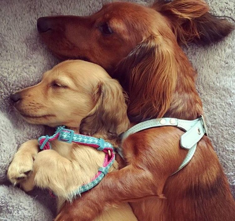 Mama And Baby Cute Puppies Cute Animals Cute Dogs