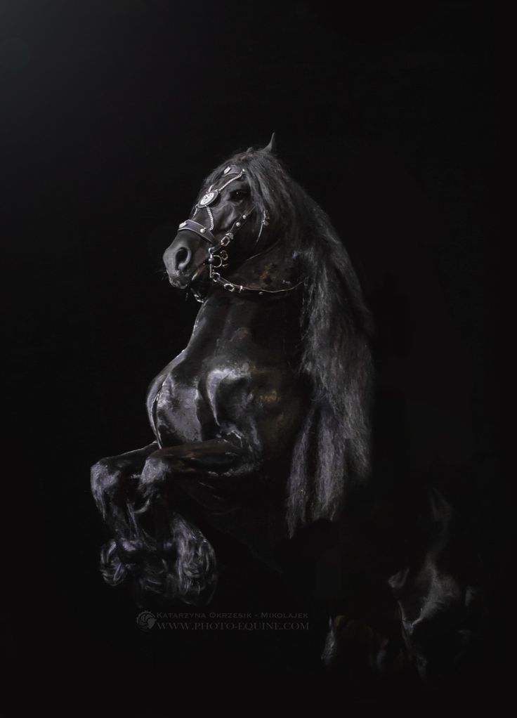 736 best images about Did Someone Say Horses? on Pinterest | Oldenburg, Dressage and Palomino | Friesan horse, Pretty
horses, Work horses