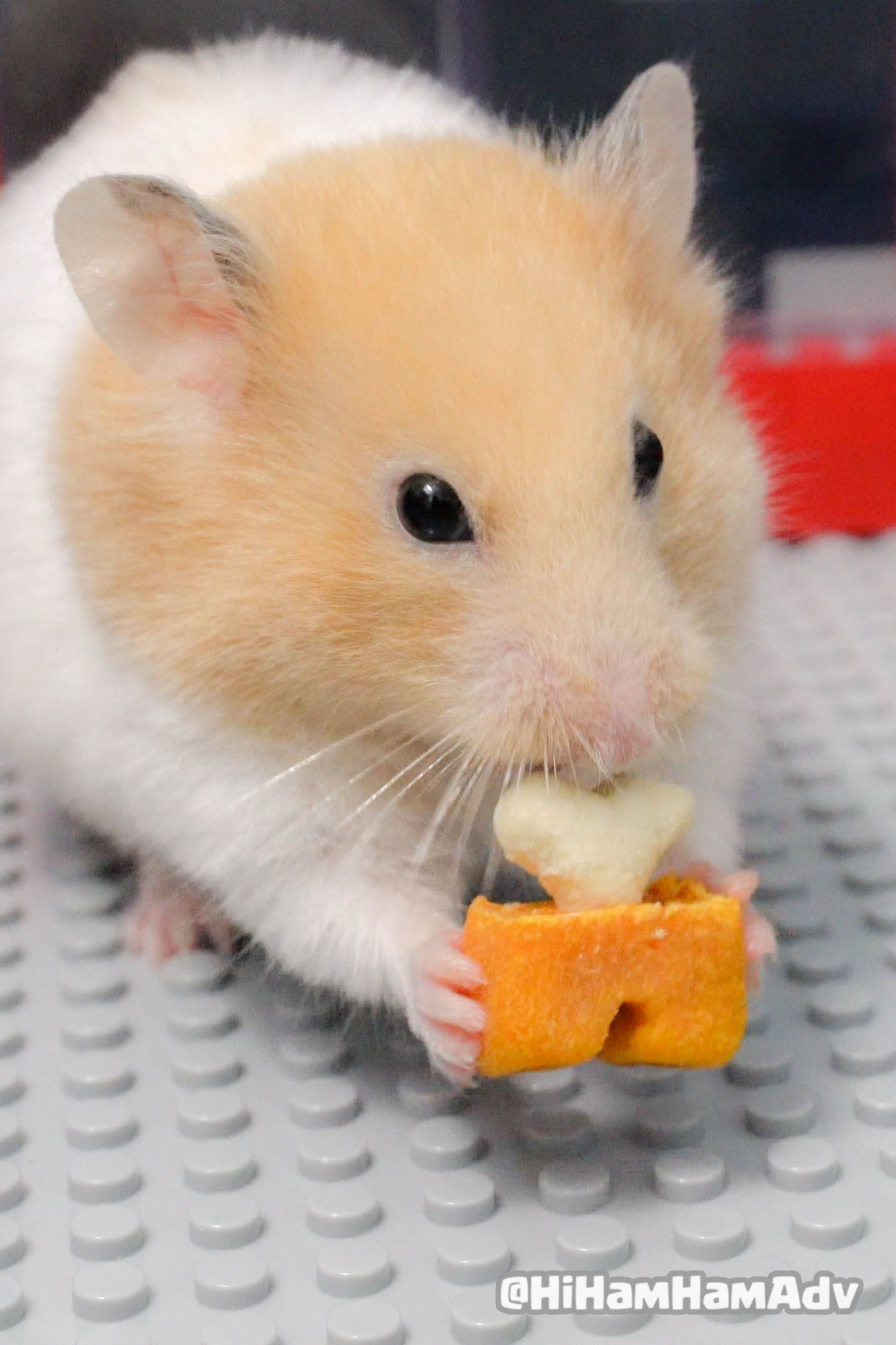 Pin On Hamster Food Diy Pin On Hamster Food Diy
