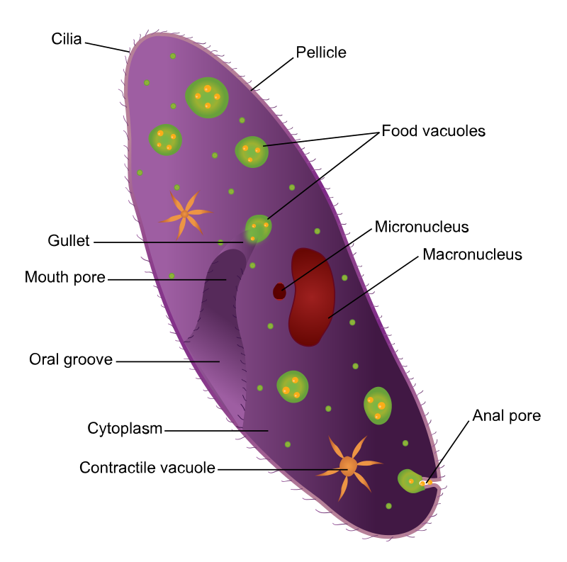 cell structure of a ciliate biology the stuff of life cell structure of a ciliate