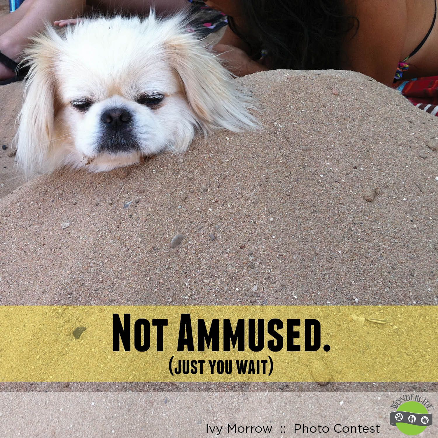 Funny Dog Picture Peekapoo Burried In The Sand Like Us On