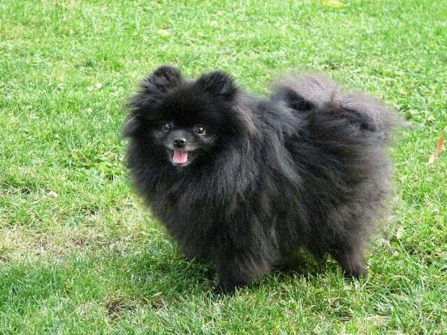 Pin by Jason Marker on Fluffy | Pomeranian puppy, Puppies, Black pomeranian