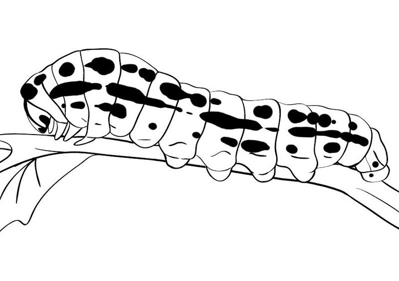 Pin by Roni Levine on Funny and Cute Caterpillar Coloring Pages