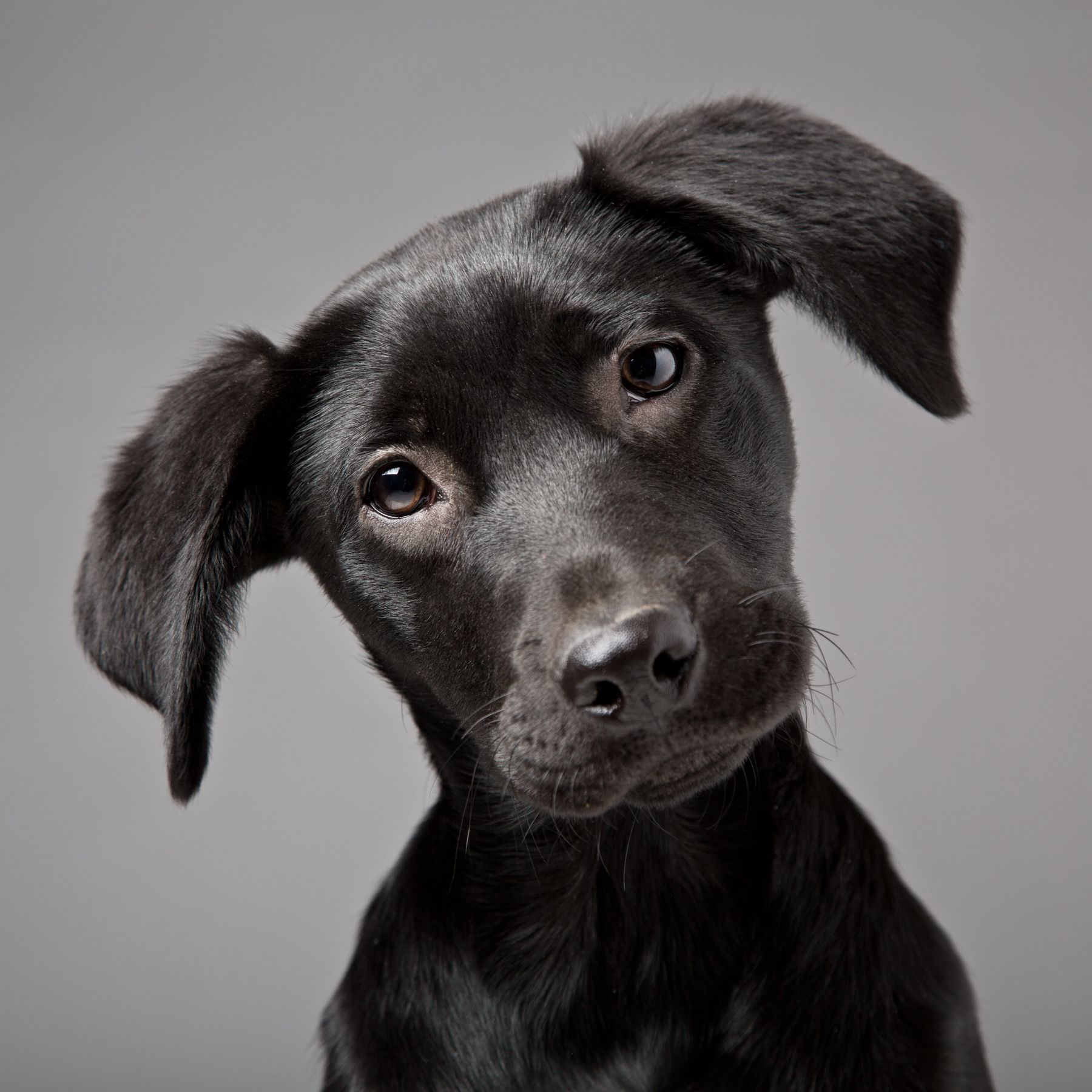 Dog Portrait Photography In High Wycombe Buckinghamshire Mark Dog Portrait Photography In High Wycombe Buckinghamshire Mark