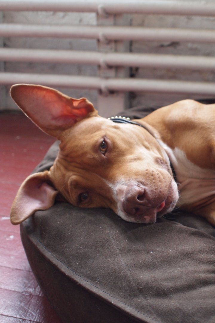 Update Montreal Suspends Ban On Pit Bulls Animals Pitbulls Pets