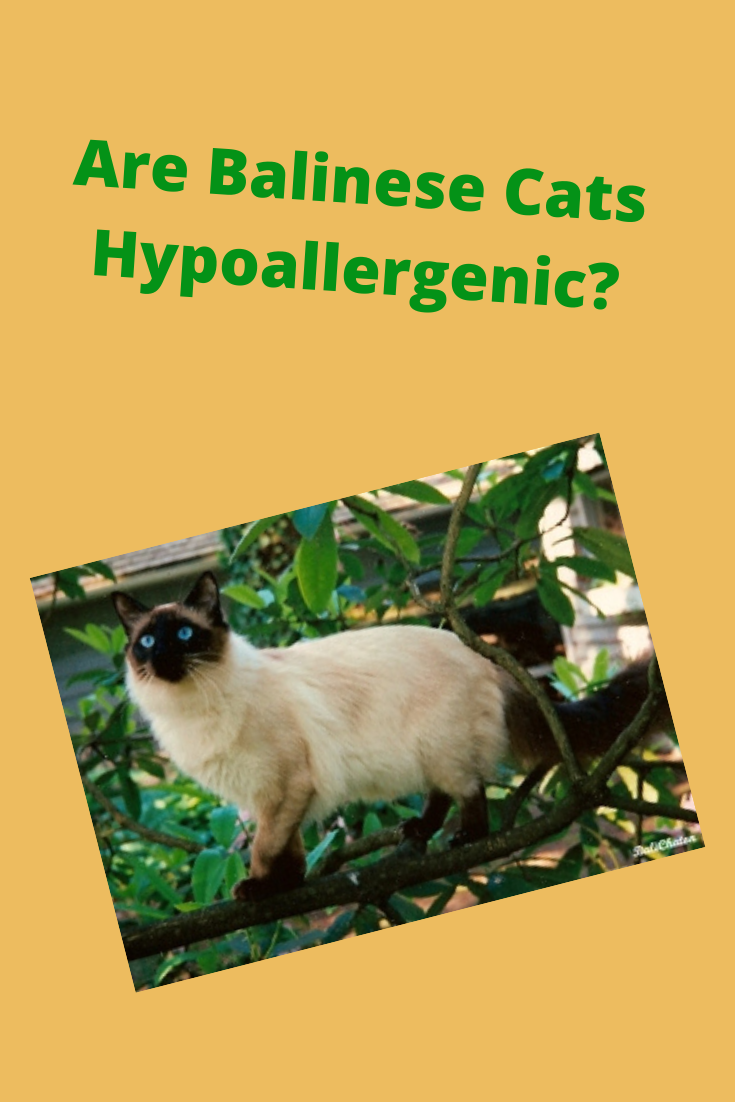 Do Balinese Cats Shed?: How to Reduce Cat Hair and Dander ...