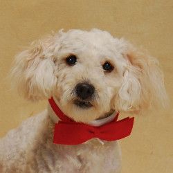 Adopt Stroodle On Poodle Mix Animals Dogs