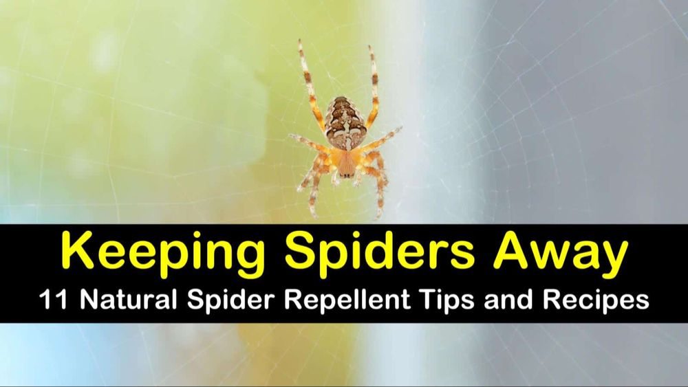 spider killing spray diy