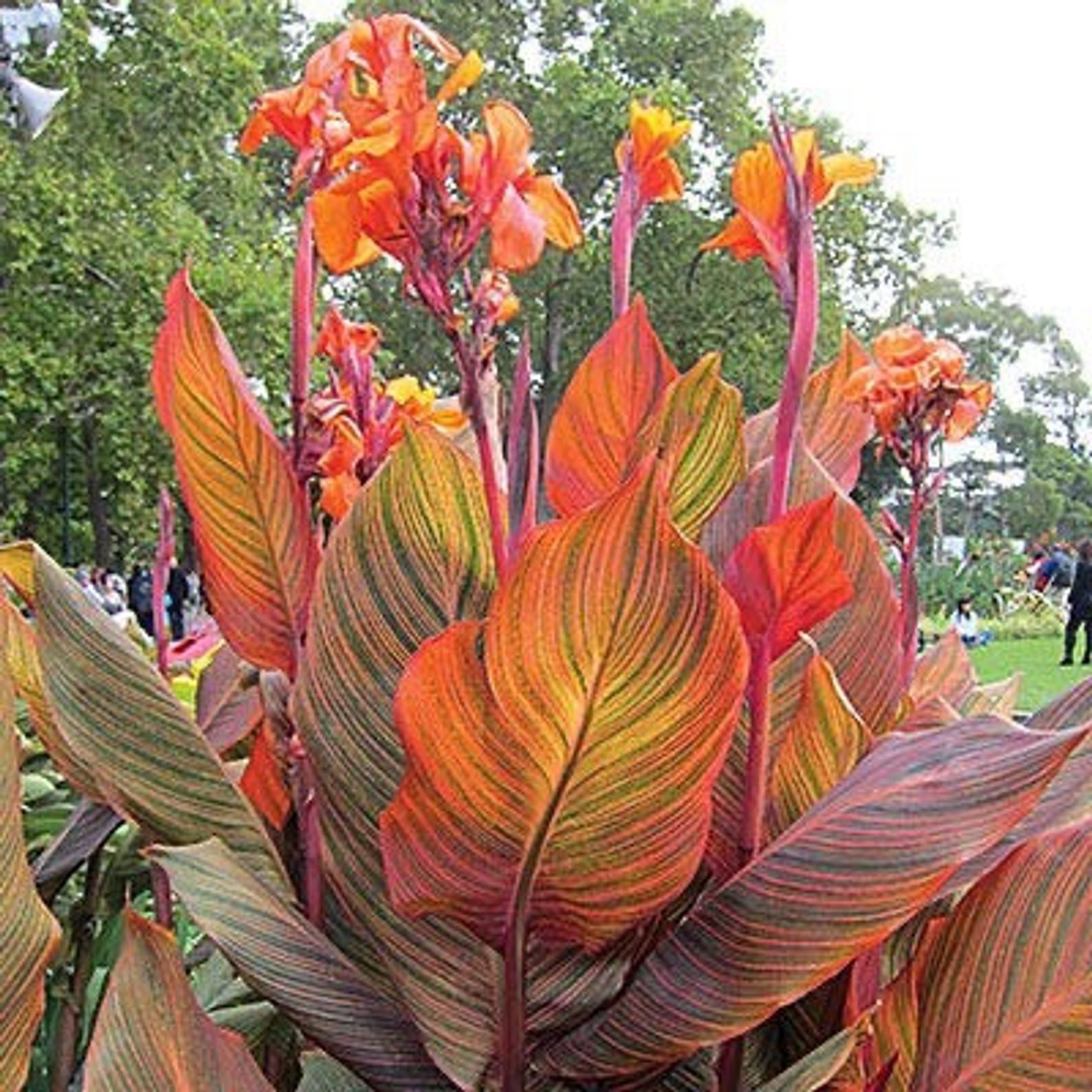 PRE-ORDER Tropicana canna Lily bulb Tropicanna Ships early | Etsy Tropical Landscaping, Tropical Plants, Tropical Backyard, Canna Lily Landscaping, Hawaiian Plants, Tropical Foliage, Tropical Fruit, Tropical Flowers, Landscaping Ideas