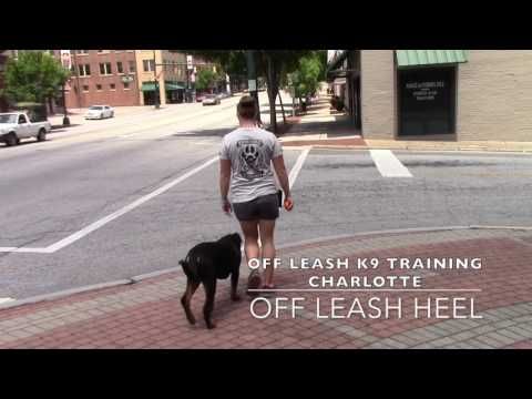 Tank 5 Month Old Rottweiler Before And After Video Charlotte
