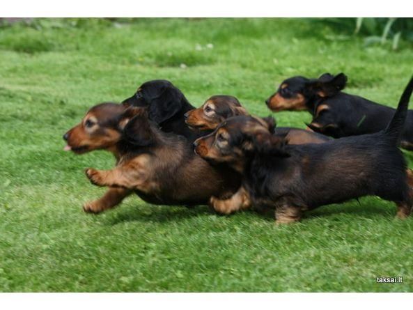 Short And Long Haired Dachshund Puppies Meagan Wiener Ranch