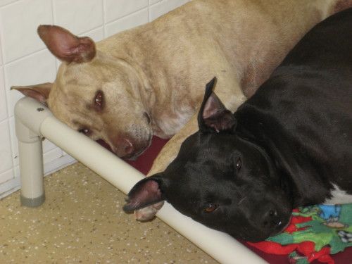 Adopt Dewey Rubia On Allergic To Dogs Adoption Rescue Dogs