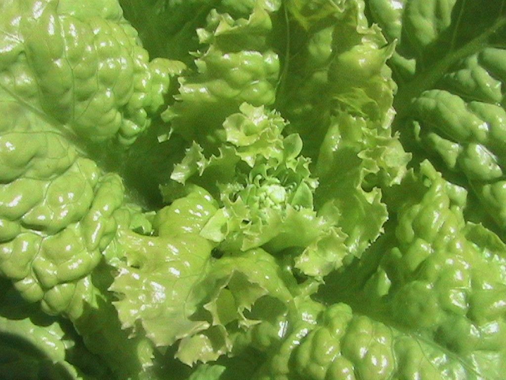 Where do iceberg lettuce seeds come from