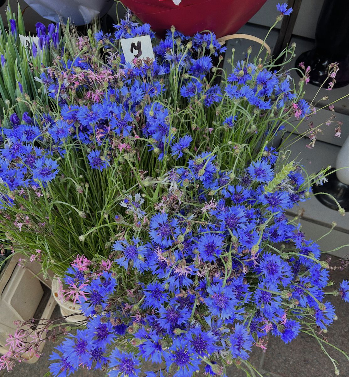 Wildflowers Wild Flowers Plants wild-flowers-free-stock-photo-public-domain-pictures