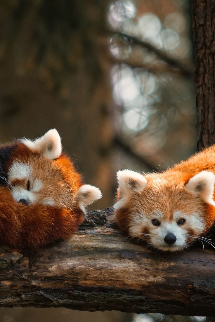 Granny54 Cute Animals Animals Beautiful Animal Photo Granny54 Cute Animals Animals Beautiful Animal Photo