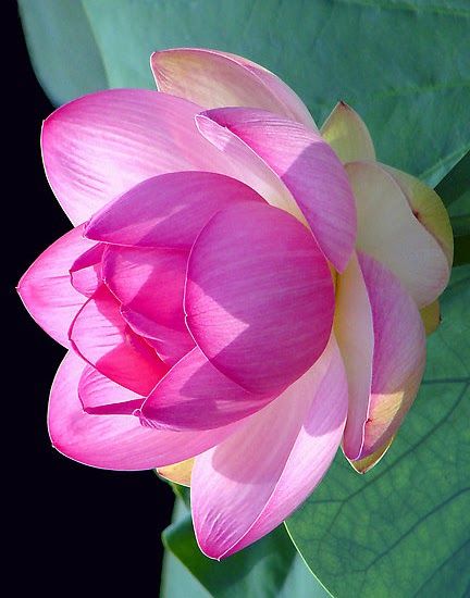 Google Beautiful Flowers Amazing Flowers Flower Art Google Beautiful Flowers Amazing Flowers Flower Art