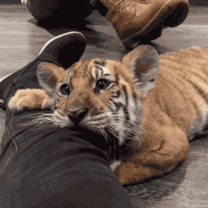 Pin By Cute Animal Pion On Dog Animals Cats Other Funny Gifs Http Gif Tv Tumblr And