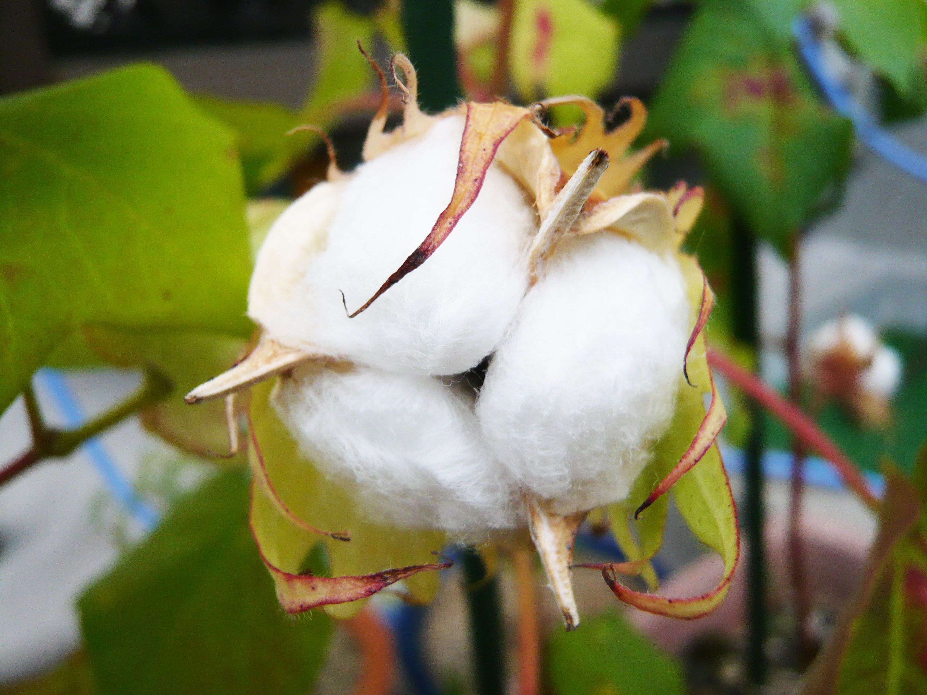 初めて 種から綿花を育てた 種 植物 綿花 初めて 種から綿花を育てた 種 植物 綿花