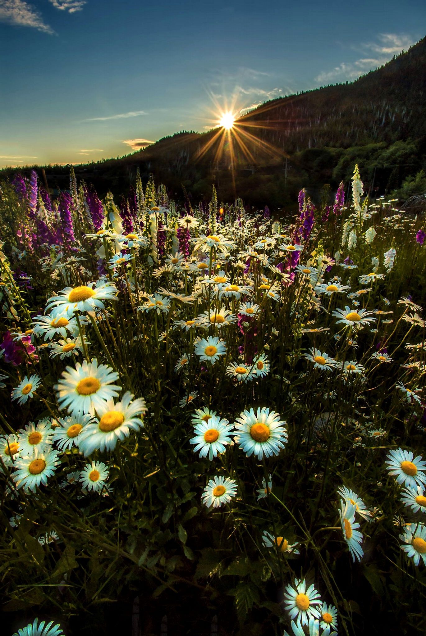 Daisies In Gold Light きれい 植物 刺激 Daisies In Gold Light きれい 植物 刺激