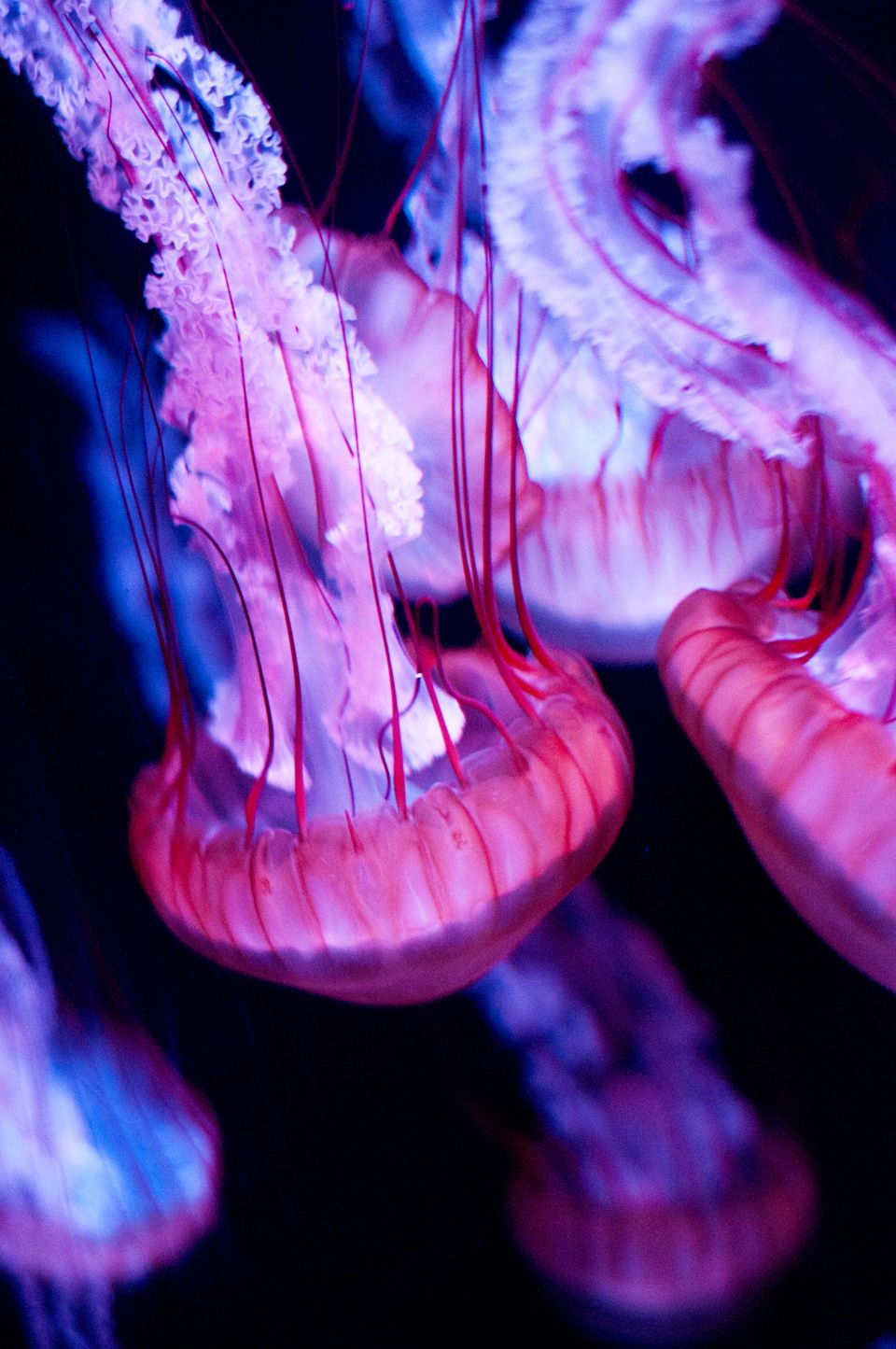 An Oddly Soothing Live Jellyfish Cam Boing Boing Monterey Bay Aquarium Soothe Jellyfish Tank