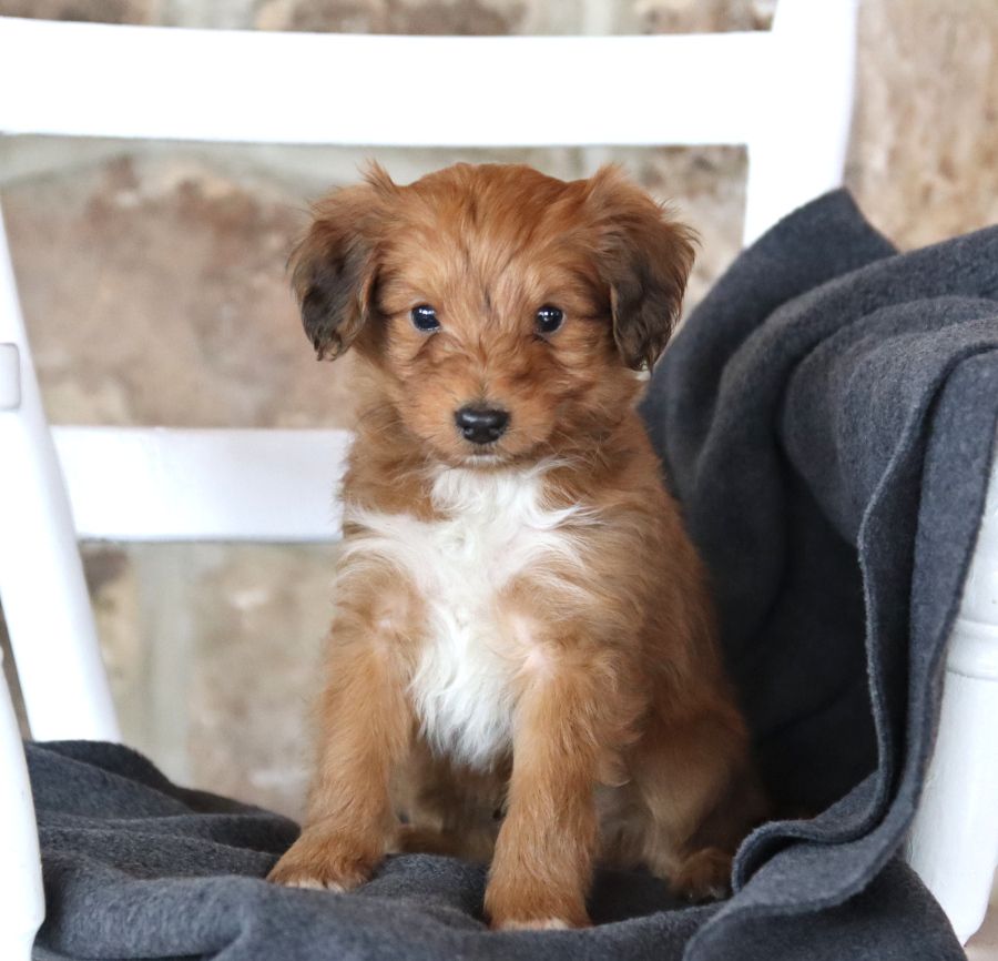 💙How precious is this?💙 Leo the #Sheltidoodle is raised in a family with #lotsoflove and he is sure to steal your heart! He would also love to be your very own #furryfriend.🐶🐾 #Charming #PinterestPuppies #PuppiesOfPinterest #Puppy #Puppies #Pups #Pup #Funloving #Sweet #PuppyLove #Cute #Cuddly #Adorable #ForTheLoveOfADog #MansBestFriend #Animals #Dog #Pet #Pets #ChildrenFriendly #PuppyandChildren #ChildandPuppy #LancasterPuppies www.LancasterPuppies.com Puppies For Sale, Cute Puppies, Dogs And Puppies, Animals Dog, Cute Animals, Sheep Dog Puppy, Shetland Sheepdog Puppies, Healthy Puppy, Lancaster Puppies