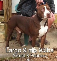 Chocolate Red Nose Pitbull Puppies Lightbox Gallery Software By