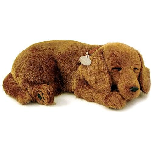 Pin On Perfect Petzzz