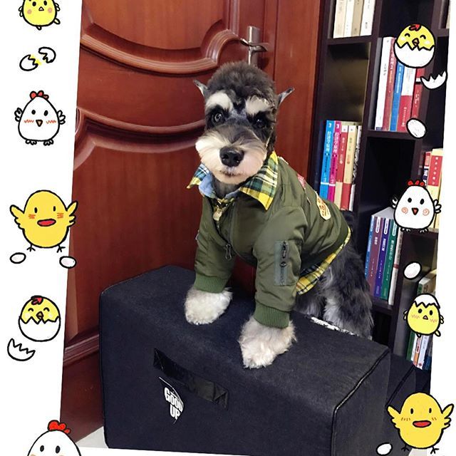 #animals #cutie #cutedog #cleandog #dog #doggy #doglover #lovelydog #dogwear #dogstargram #ilovedog #instadog #instapet #miniatureschnauzer #minischnauzerofinstagram #pet #puppy #puppylove #petstagram #schnauzer #schnauzers #schnauzerofinstagram #doglife #犬 #개 #愛犬 #雪纳瑞 #迷你雪纳瑞 #シュナウザー #asknowasdewan