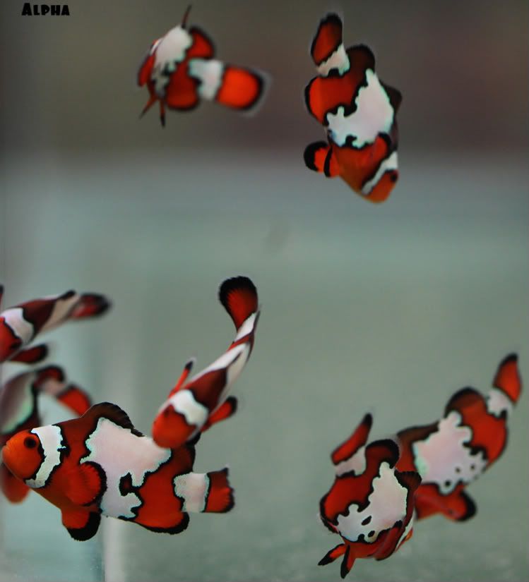 snowflake clownfish saltwater fish