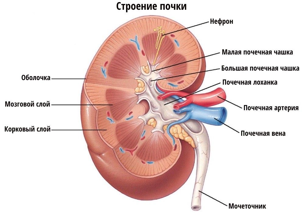 Надписями именами, почки человека расположение в картинках с надписями