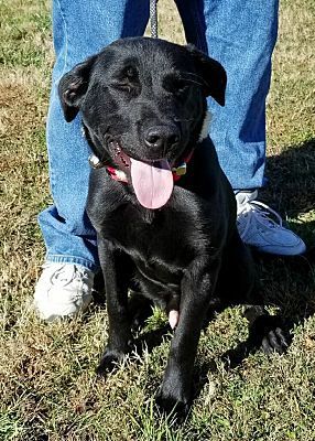 Pictures Of Benny A Labrador Retriever For Adoption In Gainesville