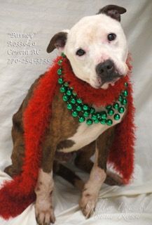 Extremely Urgent Barney A033649 Shelter Running Out Of