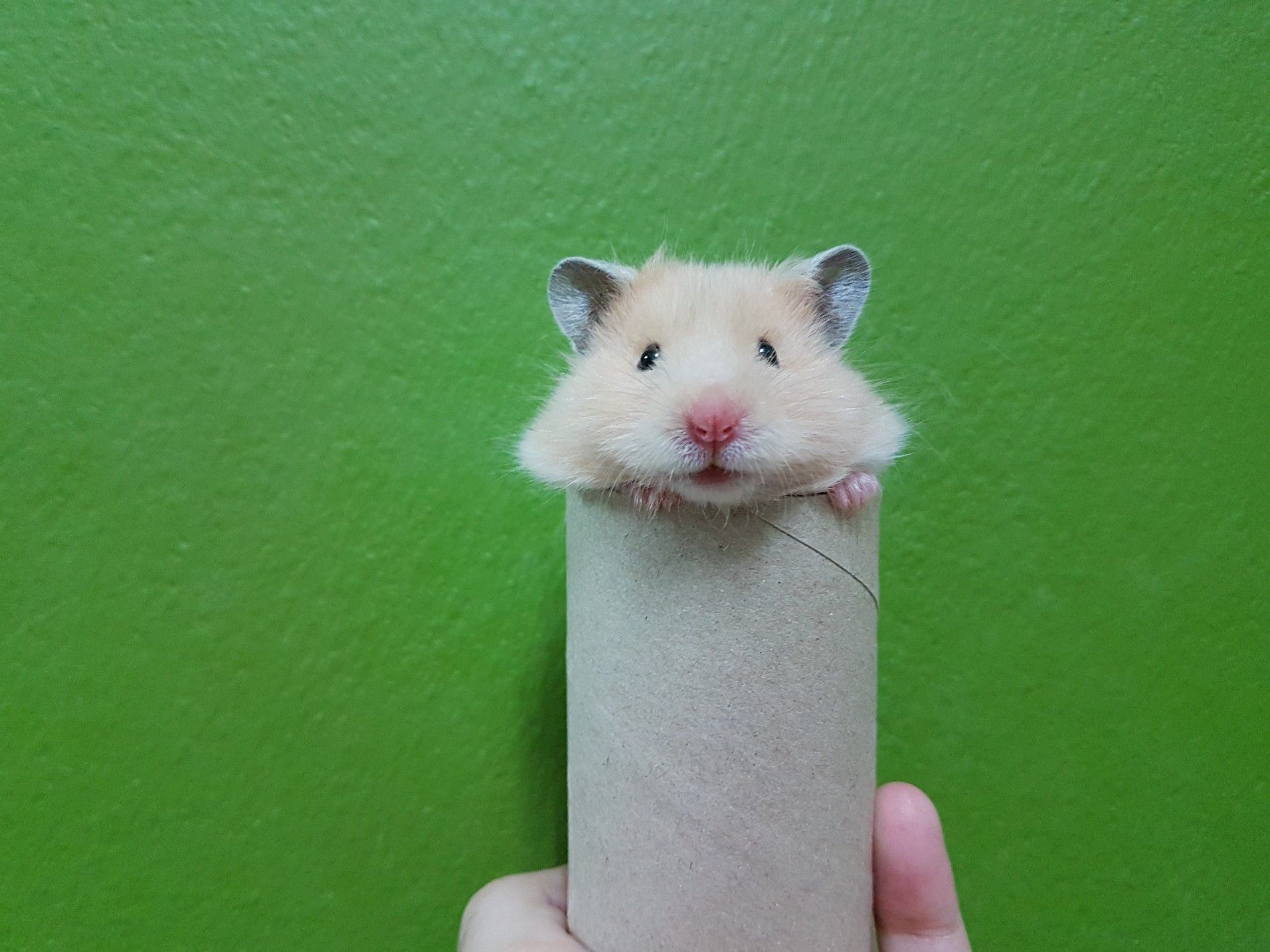 Coco Yellow Long Haired ハムスター 可愛い 動物 動物 Coco Yellow Long Haired ハムスター 可愛い 動物 動物