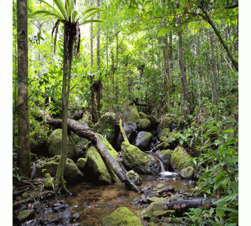 rainforest background aquascapes national