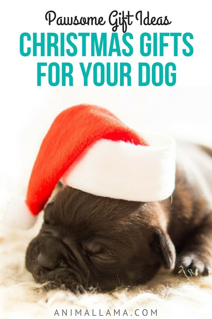 Best Christmas Gifts For Dogs Gift Ideas 2017 Best Christmas Gifts For Dogs Gift Ideas 2017 Dog And Boarding