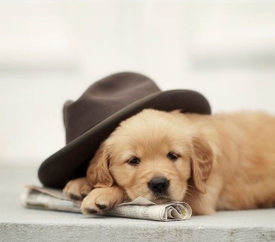 Pup Nap Cute Animals Cute Baby Animals Baby Dogs