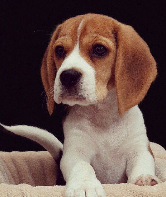Such An Adorable Baby Awwwwww Dogs Beagle Cute Beagles