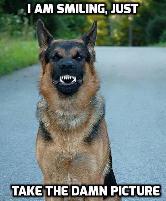 This Shepard Is Just Like Me When I M Waiting For My To Take A