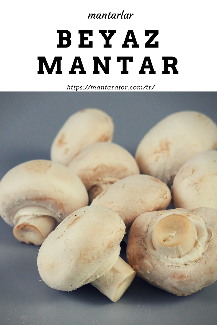 Beyaz Mantar Agaricus Bisporus Mantar Mantarlar Fungi Beyazmantar Agaricus Sampanyamantari Dugmemantari Foto Resim Mantarresmi M Gida Mantar Yemek